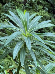 Euphorbia mellifera