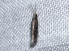 Hydroptilidae