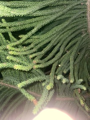 Araucaria