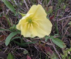 Oenothera triloba