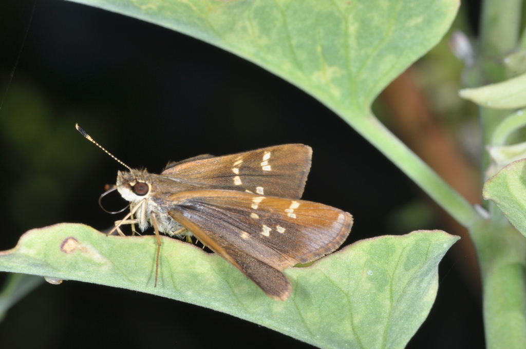 Monca ornata