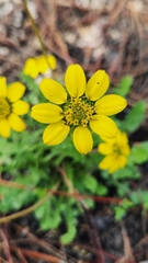 Berlandiera subacaulis