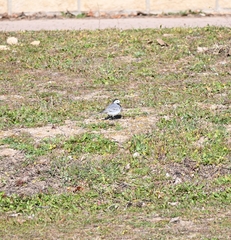 Motacilla alba