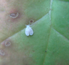 Aleyrodes proletella