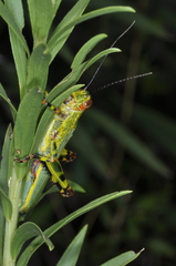 Zoniopoda tarsata