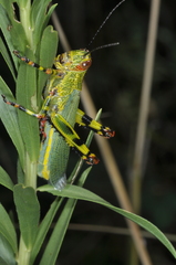 Zoniopoda tarsata