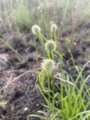 Cyperus cristatus