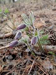 Pulsatilla cernua