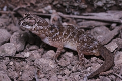 Pachydactylus mariquensis