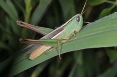 Staurorhectus longicornis