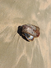 Pinctada capensis