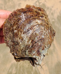 Pinctada capensis