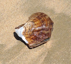 Pinctada capensis