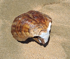 Pinctada capensis