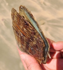 Pinctada capensis
