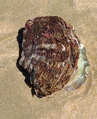 Pinctada capensis