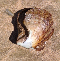 Pinctada capensis