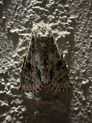 Acronicta rubricoma