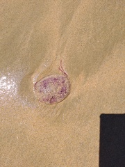 Pelagia noctiluca