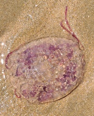Pelagia noctiluca