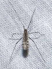 Erioptera
