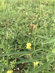 Chamaecrista mimosoides