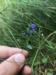 Polygala serpyllifolia