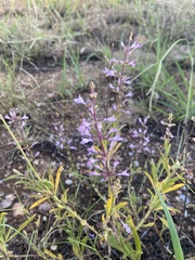 Syncolostemon canescens