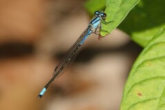Enallagma cardenium