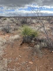 Yucca elata