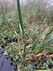Typha latifolia