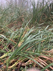 Typha latifolia
