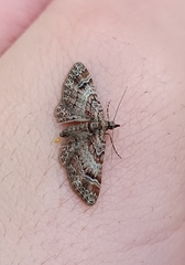Gymnoscelis rufifasciata