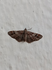 Gymnoscelis rufifasciata