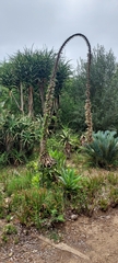 Agave attenuata
