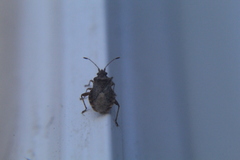 Aufeius impressicollis