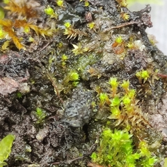 Bryum barnesii