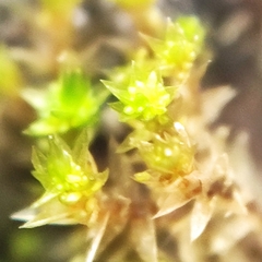 Bryum barnesii