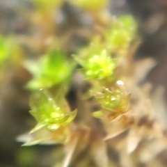 Bryum barnesii