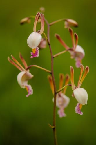 Eulophia caricifolia