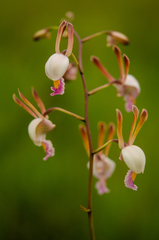 Image of Eulophia caricifolia
