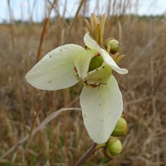 Asimina reticulata