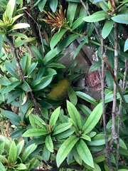 Calliteara pudibunda