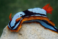 Chromodoris westraliensis