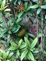 Calliteara pudibunda