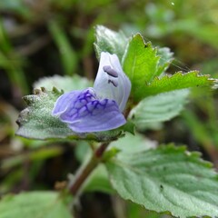 Hygrophila difformis