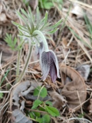 Pulsatilla cernua