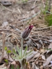 Pulsatilla cernua