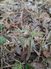 Pulsatilla cernua