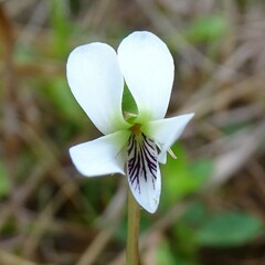 Viola lanceolata